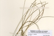 <strong>Cyperaceae - Fimbristylis - Fimbristylis scabrida Schumach.</strong><br />© hnb