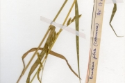 <strong>Poaceae - Urochloa - Urochloa jubata (Fig. & De Not.) Sosef</strong><br />© hnb