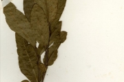 <strong>Euphorbiaceae - Excoecaria - Excoecaria grahamii Stapf</strong><br />© hnb