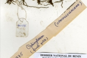 <strong>Ophioglossaceae - Ophioglossum - Ophioglossum rubellum Welw.</strong><br />© hnb