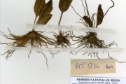 <strong>Ophioglossaceae - Ophioglossum - Ophioglossum costatum R.Br.</strong><br />© hnb