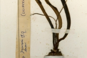 <strong>Hyacinthaceae - Ledebouria - Ledebouria barteri (Baker) J.C.Manning & Goldblatt</strong><br />© hnb