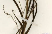 <strong>Anthericaceae - Chlorophytum - Chlorophytum andongense Baker</strong><br />© hnb
