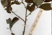 <strong>Rubiaceae - Fadogia - Fadogia erythrophloea (K.Schum. & K.Krause) Hutch. & Dalziel</strong><br />© hnb