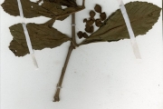 <strong>Vitaceae - Cyphostemma - Cyphostemma crotalarioides (Planch.) Desc. ex Willd. & Drumm.</strong><br />© hnb