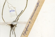 <strong>Ophioglossaceae - Ophioglossum - Ophioglossum reticulatum L.</strong><br />© hnb