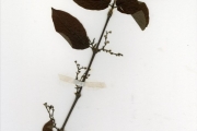 <strong>Rubiaceae - Vangueriella - Vangueriella nigerica (Robyns) Verdc.</strong><br />© hnb