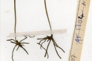 <strong>Ophioglossaceae - Ophioglossum - Ophioglossum reticulatum L.</strong><br />© hnb
