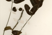 <strong>Leguminosae-Papilionoideae - Cordyla - Cordyla pinnata (Lepr. ex A.Rich.) Milne-Redh.</strong><br />© hnb