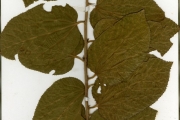 <strong>Tiliaceae - Grewia - Grewia barteri Burret</strong><br />© hnb