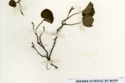 <strong>Rubiaceae - Geophila - Geophila repens (L.) I.M.Johnst.</strong><br />© hnb
