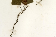 <strong>Rubiaceae - Geophila - Geophila repens (L.) I.M.Johnst.</strong><br />© hnb