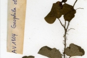 <strong>Rubiaceae - Geophila - Geophila repens (L.) I.M.Johnst.</strong><br />© hnb