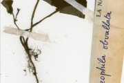 <strong>Rubiaceae - Geophila - Geophila repens (L.) I.M.Johnst.</strong><br />© hnb