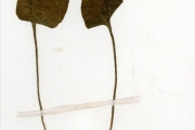 <strong>Ophioglossaceae - Ophioglossum - Ophioglossum reticulatum L.</strong><br />© hnb