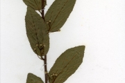 <strong>Tiliaceae - Grewia - Grewia mollis Juss.</strong><br />© hnb