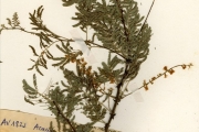 <strong>Leguminosae-Mimosoideae - Acacia - Acacia dudgeonii Craib ex Holland</strong><br />© hnb