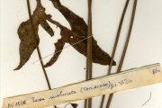 <strong>Taccaceae - Tacca - Tacca leontopetaloides (L.) Kuntze</strong><br />© hnb