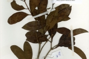<strong>Myrtaceae - Syzygium - Syzygium guineense (Willd.) DC.</strong><br />© hnb
