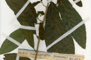 <strong>Moraceae - Ficus - Ficus capreifolia Delile</strong><br />© hnb
