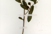 <strong>Moraceae - Ficus - Ficus capreifolia Delile</strong><br />© hnb