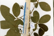 <strong>Verbenaceae - Vitex - Vitex chrysocarpa Planch.</strong><br />© hnb