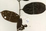 <strong>Rubiaceae - Sarcocephalus - Sarcocephalus latifolius (Sm.) Bruce</strong><br />© hnb