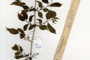 <strong>Rubiaceae - Rytigynia - Rytigynia senegalensis Blume</strong><br />© hnb