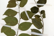 <strong>Celtidaceae - Celtis - Celtis toka (Forssk.) Hepper & J.R.I.Wood</strong><br />© hnb
