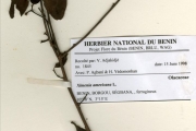 <strong>Olacaceae - Ximenia - Ximenia americana L.</strong><br />© hnb
