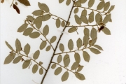 <strong>Tiliaceae - Grewia - Grewia bicolor Juss.</strong><br />© hnb