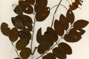 <strong>Leguminosae-Caesalpinioideae - Cassia - Cassia sieberiana DC.</strong><br />© hnb