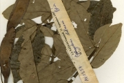 <strong>Leguminosae-Papilionoideae - Aganope - Aganope stuhlmannii (Taub.) Adema</strong><br />© hnb