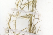 <strong>Poaceae - Aristida - Aristida kerstingii Pilg.</strong><br />© hnb
