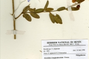 <strong>Polygalaceae - Securidaca - Securidaca longipedunculata Fresen.</strong><br />© hnb