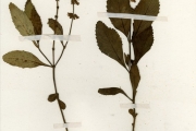 <strong>Lamiaceae - Orthosiphon - Orthosiphon rubicundus (D.Don) Benth.</strong><br />© hnb
