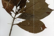 <strong>Rubiaceae - Psychotria - Psychotria vogeliana Benth.</strong><br />© hnb