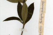 <strong>Rubiaceae - Fadogia - Fadogia cienkowskii Schweinf.</strong><br />© hnb