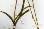 <strong>Anthericaceae - Chlorophytum - Chlorophytum senegalense (Baker) Hepper</strong><br />© hnb