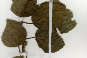 <strong>Moraceae - Ficus - Ficus vallis-choudae Delile</strong><br />© hnb