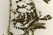 <strong>Euphorbiaceae - Phyllanthus - Phyllanthus welwitschianus Müll.Arg.</strong><br />© hnb