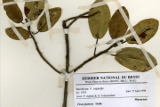 <strong>Moraceae - Ficus - Ficus glumosa Delile</strong><br />© hnb