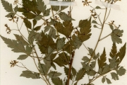 <strong>Meliaceae - Melia - Melia azedarach L.</strong><br />© hnb