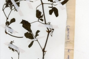 <strong>Vitaceae - Cyphostemma - Cyphostemma adenocaule (Steud.) Desc.</strong><br />© hnb