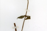 <strong>Rubiaceae - Spermacoce - Spermacoce ruelliae DC.</strong><br />© hnb