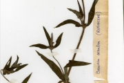 <strong>Rubiaceae - Spermacoce - Spermacoce ruelliae DC.</strong><br />© hnb