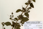 <strong>Lamiaceae - Hyptis - Hyptis suaveolens (L.) Poit.</strong><br />© hnb