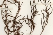 <strong>Leguminosae-Caesalpinioideae - Chamaecrista - Chamaecrista mimosoides (L.) Greene</strong><br />© hnb