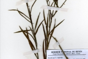 <strong>Malvaceae - Sida - Sida linifolia Juss. ex Cav.</strong><br />© hnb