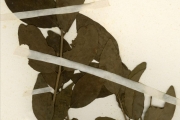 <strong>Loranthaceae - Tapinanthus - Tapinanthus globiferus (A.Rich.) Tiegh.</strong><br />© hnb